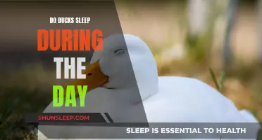 Daytime Duck Naps: Do They Sleep or Just Rest?