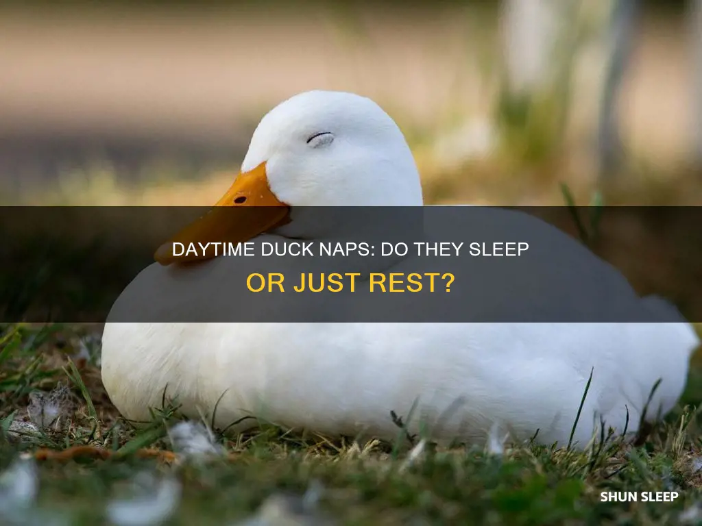 do ducks sleep during the day