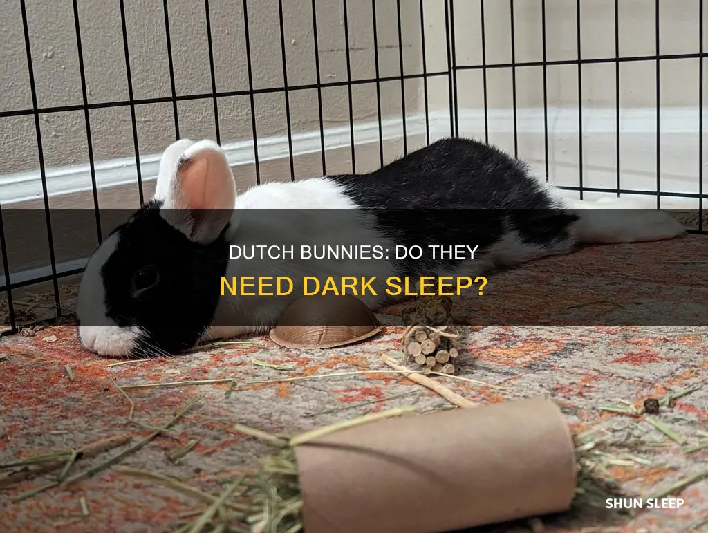 do dutch bunnies need to sleep in the dark