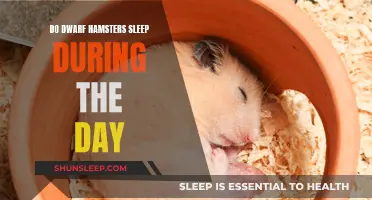 Daytime Sleep: Dwarf Hamsters' Unique Sleep Patterns Explained