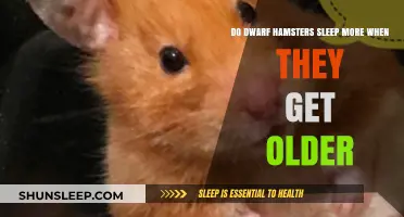 Aging Dwarf Hamsters: Increased Sleep Patterns and What It Means