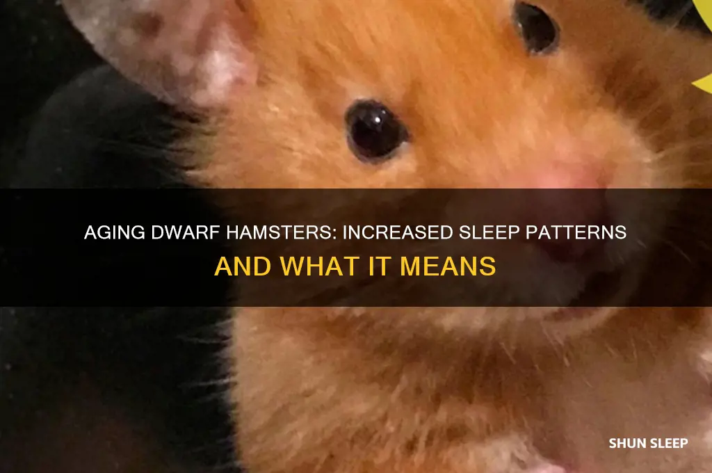 do dwarf hamsters sleep more when they get older
