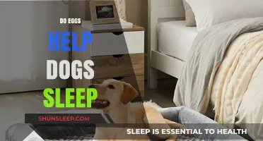 Can Eggs Improve Your Dog's Sleep Quality? Expert Insights