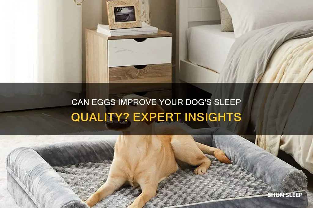do eggs help dogs sleep