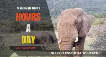 Unraveling the Mystery: How Much Do Elephants Really Sleep?