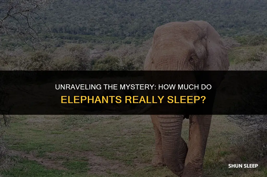 do elephants sleep 2 hours a day