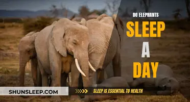 Elephants' Sleep Patterns: Do They Sleep During the Day?