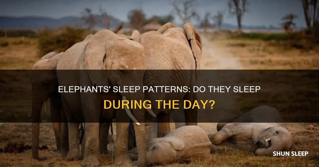 do elephants sleep a day