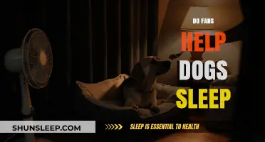 Can Fans Improve Your Dog's Sleep Quality? Expert Insights
