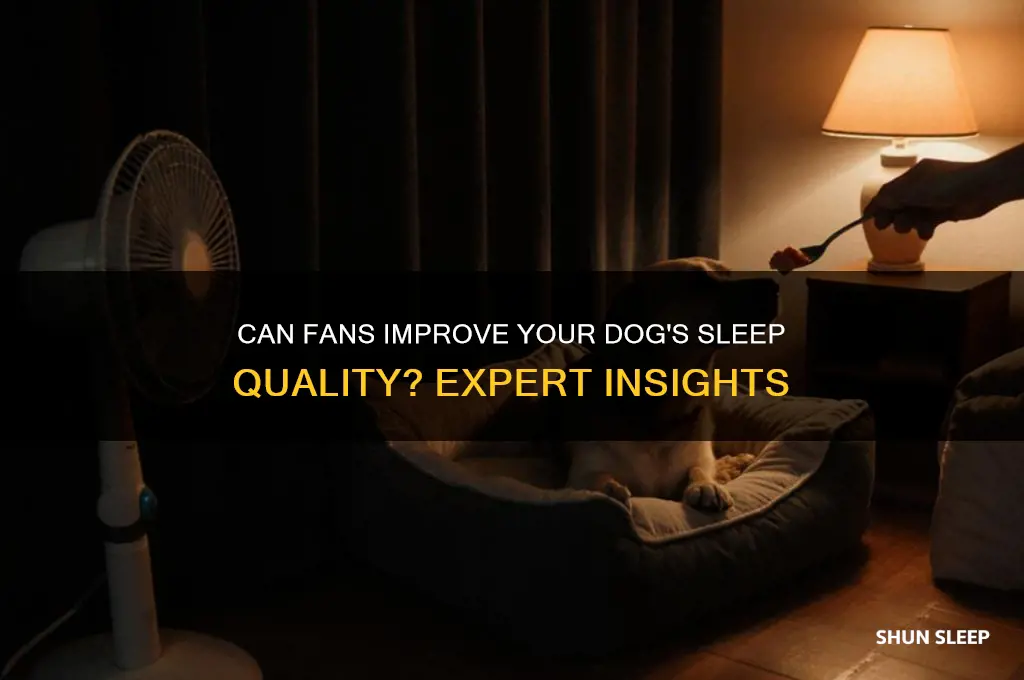 do fans help dogs sleep