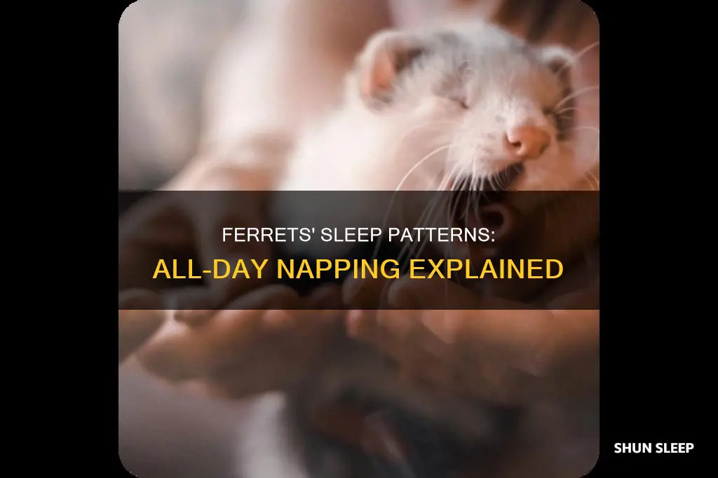 do ferrets sleep all day