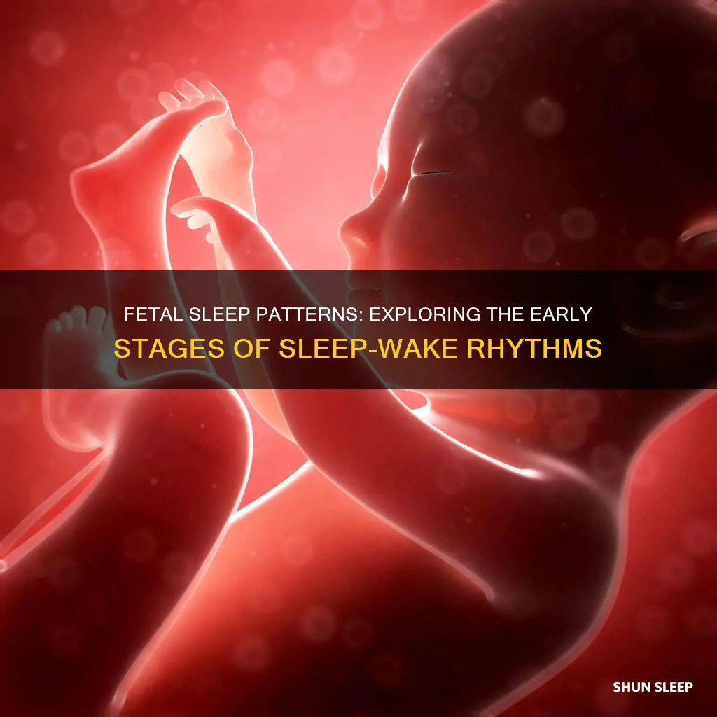 do fetuses have sleep wake cycle