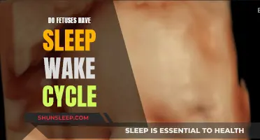 The Sleep-Wake Cycle: How Do Fetuses Sleep?