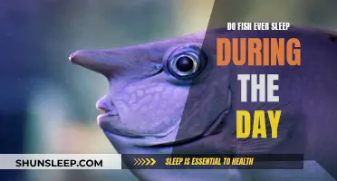 Daytime Sleep: Do Fish Ever Rest When the Sun Shines?