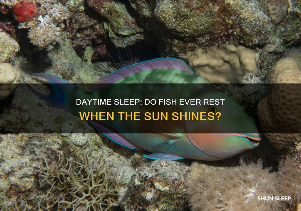 do fish ever sleep during the day