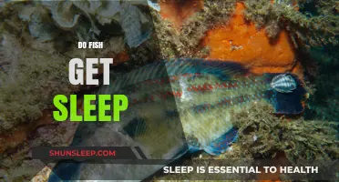 Do Fish Sleep? Unveiling the Mysteries of Aquatic Rest Patterns