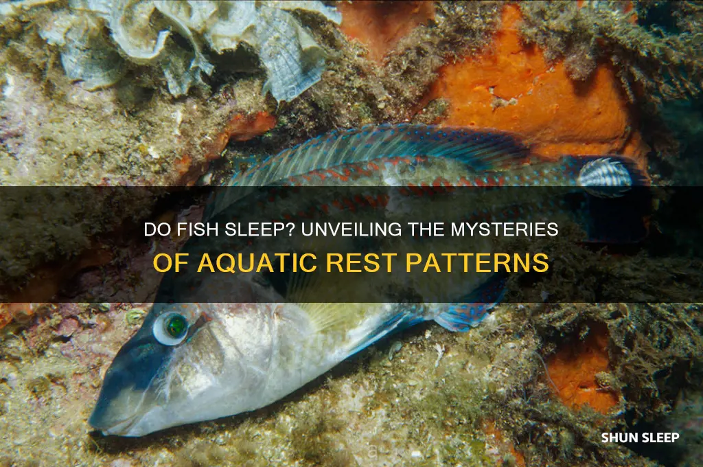 do fish get sleep