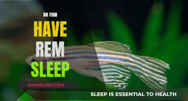 Fish and REM Sleep: A Deep Dive