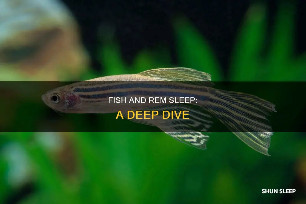 do fish have rem sleep