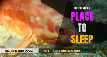 Fish Sleeping Habits: Do They Need a Bed?