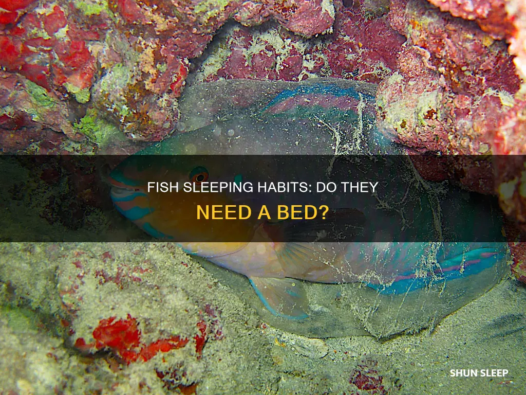 do fish need a place to sleep