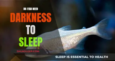 Fish Sleep Science: Darkness or Light?