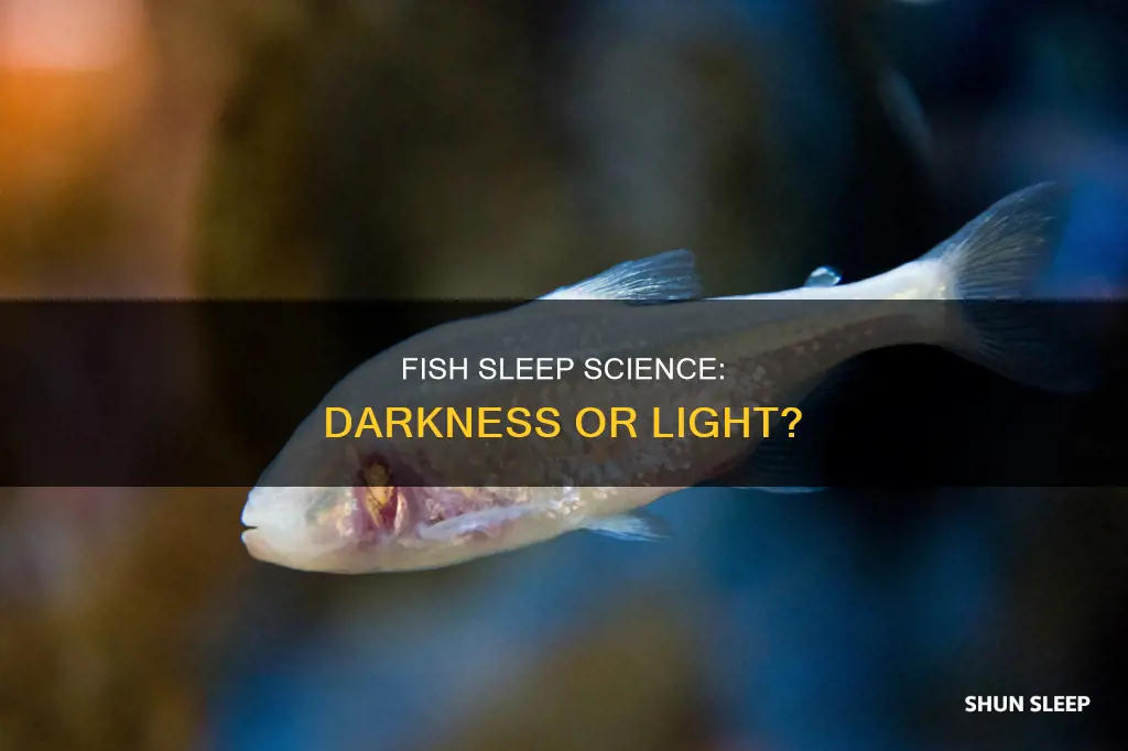 do fish need darkness to sleep