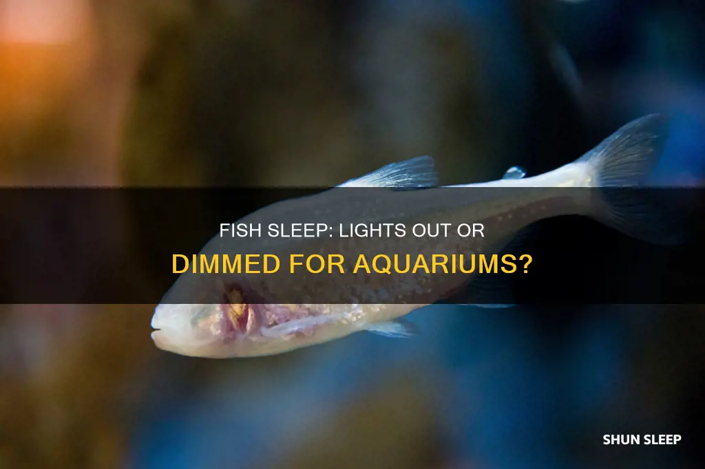 do fish need the aquarium dark ti sleep