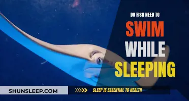 Fish Sleeping Habits: Do They Need to Swim?