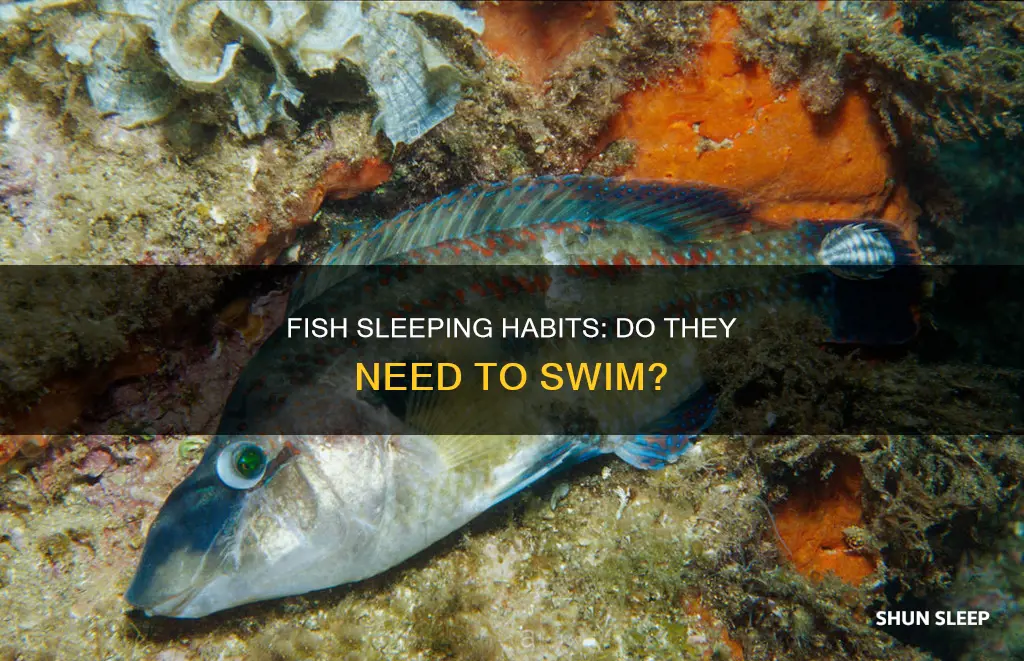 do fish need to swim while sleeping
