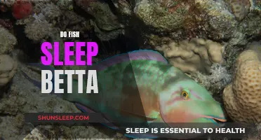 Fish Sleep: Do Bettas Rest with Their Eyes Open?