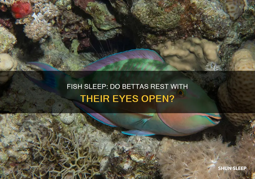 do fish sleep betta