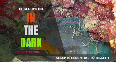 How Do Fish Sleep? Darkness and Rest