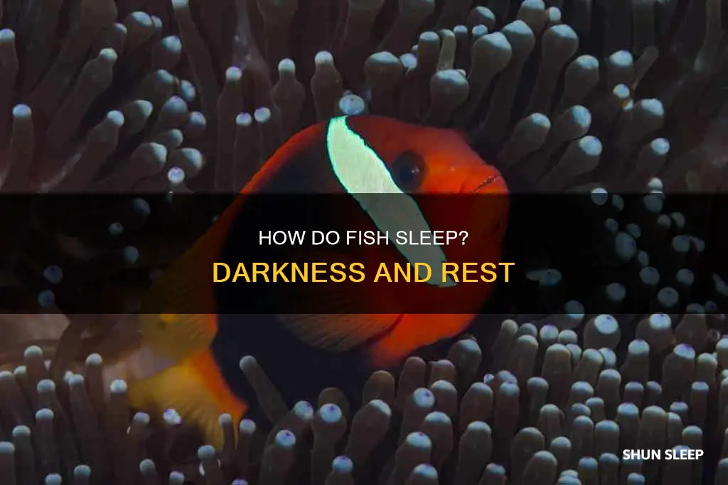 do fish sleep better in the dark