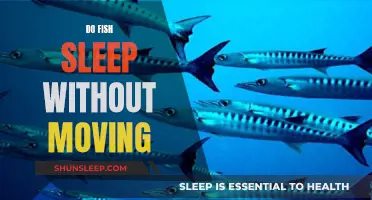 Fish Sleep: Do They Rest Without Moving?