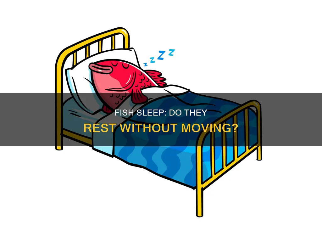do fish sleep without moving