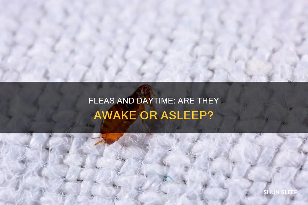 do fleas sleep during the day