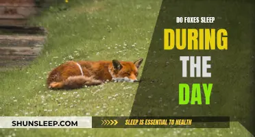 Daytime Sleep: Why Foxes Need Their Day Nap