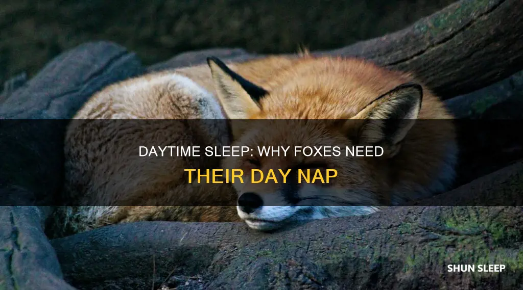 do foxes sleep during the day