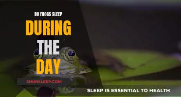 Daytime Sleep Patterns of Frogs: Unraveling the Mystery