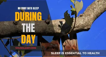 Fruit Bats: Daytime Sleep Patterns and Their Reasons