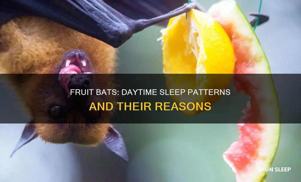 do fruit bats sleep during the day