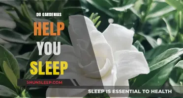 Gardenias and Sleep: Can These Fragrant Flowers Enhance Your Rest?