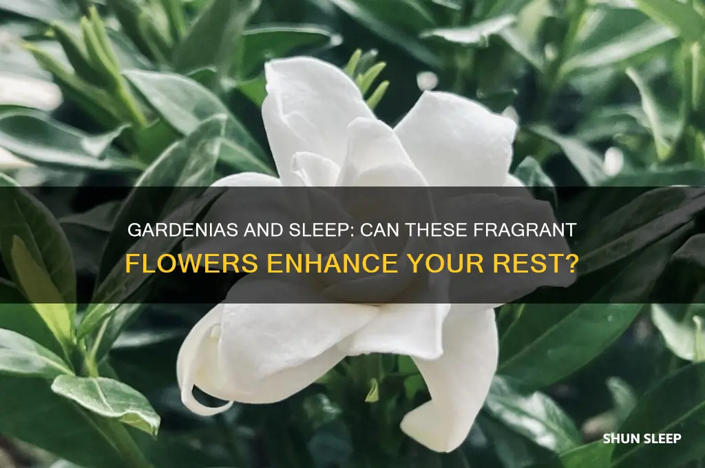 do gardenias help you sleep