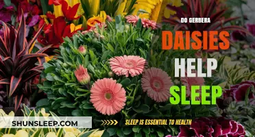 Gerbera Daisies and Sleep: Unveiling Their Soothing Benefits for Better Rest