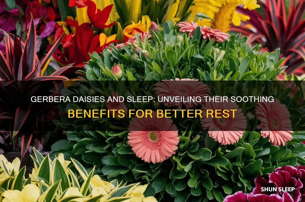 do gerbera daisies help sleep