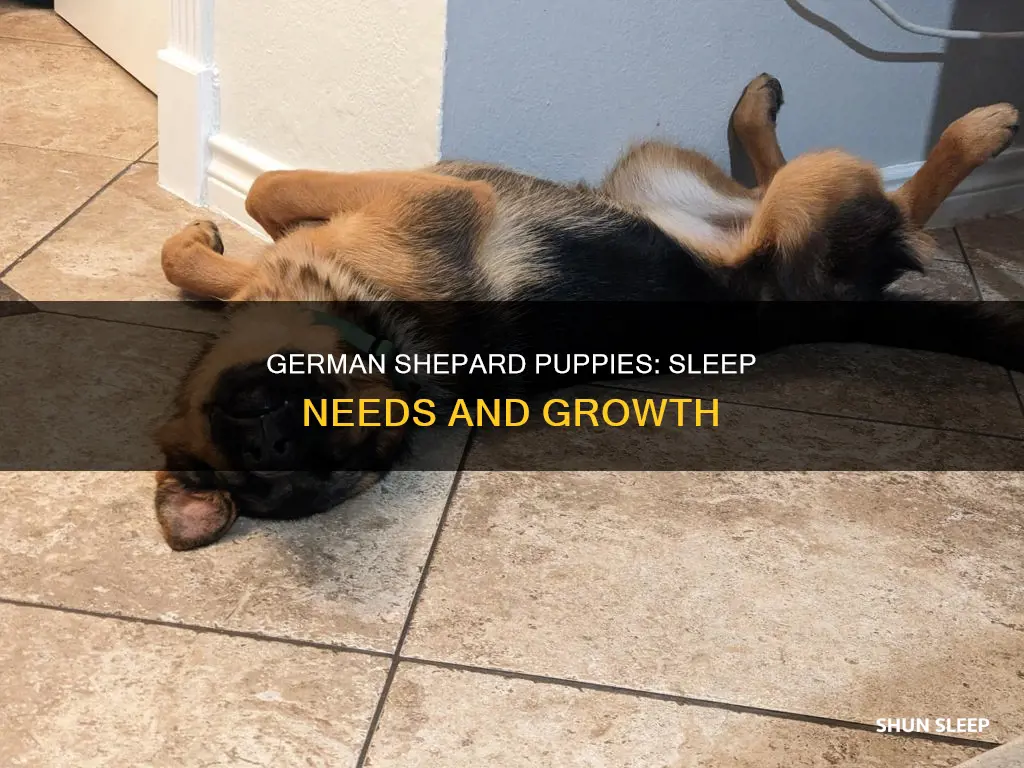 do german shepard puppies need a lot of sleep