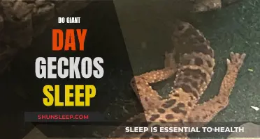 Understanding the Sleep Patterns of Giant Day Geckos