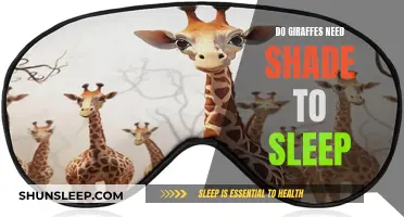 Giraffes and Sleep: Do They Need Shade?