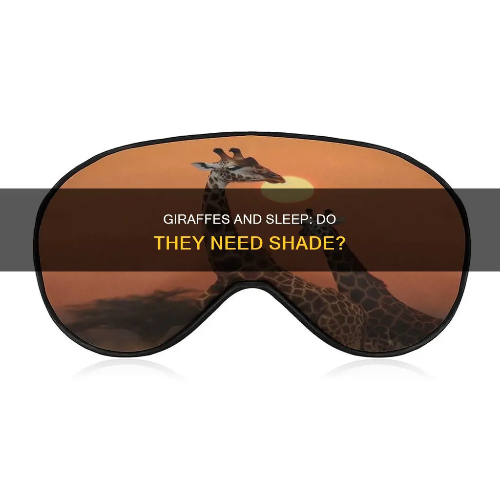 do giraffes need shade to sleep